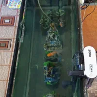 آکواریوم|ماهی|قشم, |دیوار