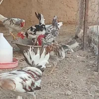 مرغ خوروس کیلین دم تخم