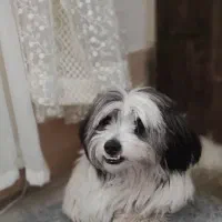 سگ خونگی به دلیل مهاجرت بالوازم خودش