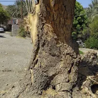 مقداری چوب درخت ابریشم یا شب خوس حدودا دوتن|مصالح و تجهیزات ساختمان|جیرفت, |دیوار