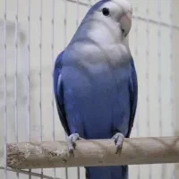 جفت برزیلی رنگ خاص بسیار زیبا