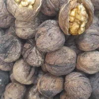 گردوپوست کاغذی