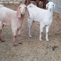 سه عدد کولار بزغاله پاکستانی اصل تکه خورده|حیوانات مزرعه|ملکآباد, |دیوار