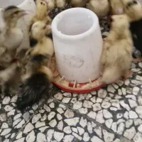 جوجه اردک و جوجه مرغ یک‌هفته‌ای