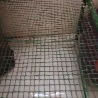 تخت آهنی برای نانوایی و حمل تمام وسایل سنگین|مصالح و تجهیزات ساختمان|اهواز, کمپلو شمالی|دیوار