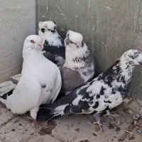 کبوتر رنگی،نوک قنار نوک ریز|پرنده|بروجن, |دیوار