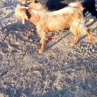 16 راس گوسفند پاکستانی..|حیوانات مزرعه|جیرفت, |دیوار