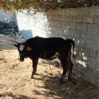 فروش گوساله ماده چاق نژاددار