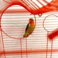 طوطی‌برزیلی‌نر