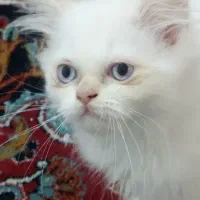 گربه پرشین بلو