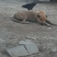 سرابی ماده