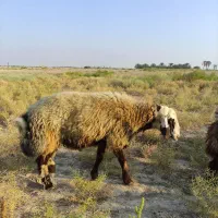 قوچ|حیوانات مزرعه|خورموج, |دیوار
