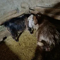 گوسفند و بز|حیوانات مزرعه|دهگلان, |دیوار