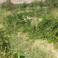 فروش-زمین-کشاورزی-10-هکتاری