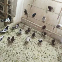 همه صید بی پرن بیشتر عکس واضح سینه کله ساده