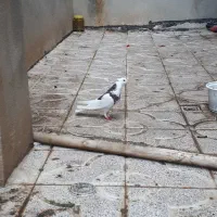 کبوتر طوقی رنگ دار