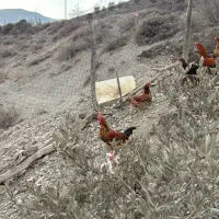 حیوان مزرع خروس|حیوانات مزرعه|رودبار, |دیوار