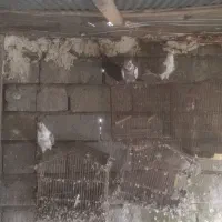 کفتر