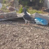 کبوتر دورگ|پرنده|گرگان, |دیوار