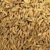 فروش فوری جو