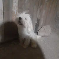 واگذاری پاکوتاه