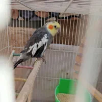عروس هلندی جفت
