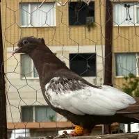 سینه تافته ای نر