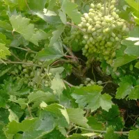 غوره عسگری