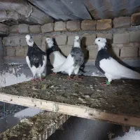 طوقی|پرنده|شهرآباد, |دیوار