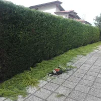 علفتراشی  بریدن درخت وکلیه کارهای  باغبانی|خدمات باغبانی و درختکاری|نوشهر, |دیوار