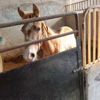 کره مادیون ترکمن یک ساله