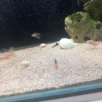 تترا جواهری باله بلند