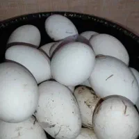 تخم غاز محلی نطفه دار