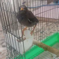 آقا مینا نر اشتی|پرنده|بندرعباس, |دیوار