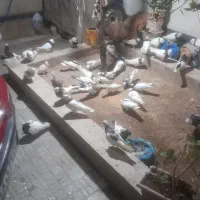 ۱۲۰ عدد کبوتر در هم|پرنده|شیراز, شهرک گلستان شمالی|دیوار