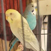 مرغ عشق نژاد دار