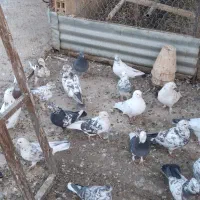 کفتر فروشی|پرنده|داران, |دیوار