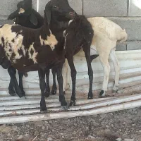 ۴ عدد بره چاق