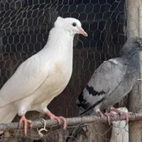 درب ورودی خانه ونرده چوبی منبت کاری چندوسایل دیگه|صندلی و نیمکت|جویبار, |دیوار