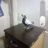 کبوتر گم شده آخماقیه