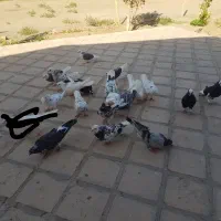 فروش ۱۲ جفت کبوتر سالمو دون خورده
