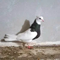 ماده طوق زیره ای آنتیک