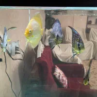 دیسکس