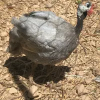 مرغ شاخدار