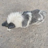 سامویید. سامویید نر . gray samoyed|سگ|اصفهان, مرداویج|دیوار
