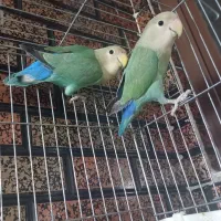 طوطی برزیلی|پرنده|پلدختر, |دیوار