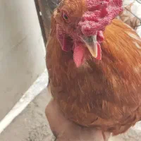 خروس و قو غاز