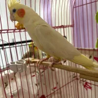 جفت مولد رو تخم نطفه دار