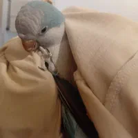 طوطی راهب نیمه احلی