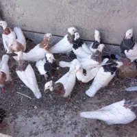 تیپ طوقی ۲۲ تایی